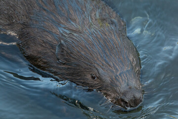 Wild beaver swims in the river