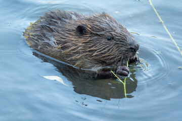 Wild beaver eating in the river
