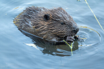 Wild beaver eating in the river - obrazy, fototapety, plakaty