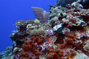 Naklejka na ściany i meble A beautiful healthy reef in Maniquin Island Philippines 