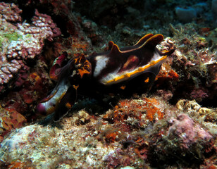 Naklejka na ściany i meble A colorful Flamboyant cuttlefish hunting Boracay Island Philippines