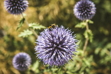 Bumblebee on The Globe thistles (Echinops) plant