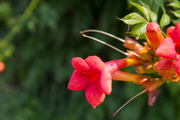 Obraz na płótnie Canvas The trumpet vine (Campsis radicans) plant blooming flowers