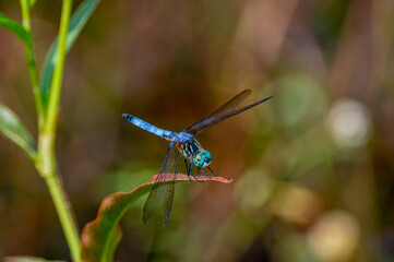 Blue Dragonfly