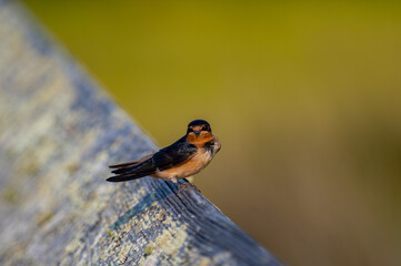 Barn Swallow Looking at Camera
