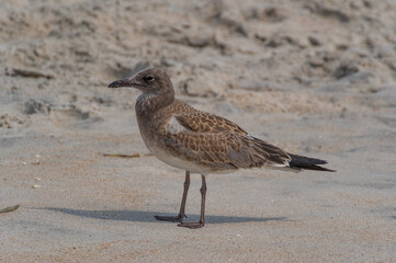Juvenile Laughing Gull