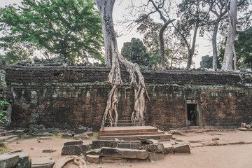 Fototapeta na wymiar Huge Banyan Tree Ancient Angkor Wat Ruins Panorama Sunrise Asia. Angkor Temples Ta Prohm. Siem Reap, Cambodia