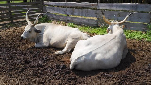 The Hungarian Grey also known as Hungarian Steppe Cattle cud chewing while lying on the ground.