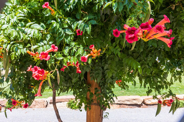 Green Tree with Red Flowers