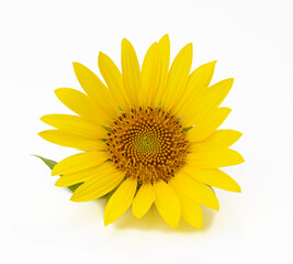 Fototapeta premium blooming yellow sunflower with green leaves isolated on white background