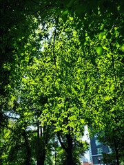 Fototapeta premium trees in the park