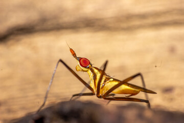 macro shoot of an insect on the rotten fruit