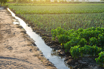 Irrigation canal with water on a farm plantation. Surface irrigations of crops. European organic farming. Agriculture and agribusiness. Agronomy. Moistening. Supply of harvest with life-giving water