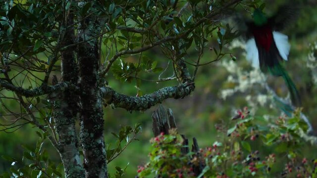 Male Resplendent quetzal Pharomachrus mocinno Costa Rica taking off an avocado tree Costa Rica
