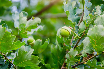 Green acorns on the branches of a young oak. Bright greenery.