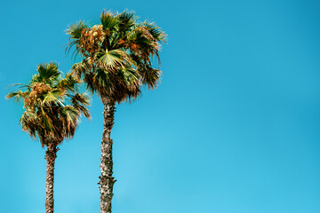 Obraz premium Palm trees against the blue sky, summer vibe.