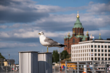 Obraz premium Helsinki, Finland - July 18th 2021: Seagull staying by the marina bay harbour.Representative city view of the church in the background.
