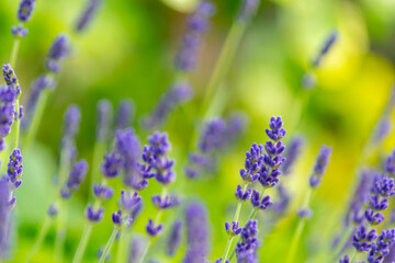 Bunch of lavender plants flowering in shallow depth of field. Lavender flowers on green background
