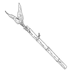 Bamboo stem with leaves. Japanese or Chinese plant drawing style sketch element. Asian jungle forest tree. Stick branch with leaves. Bamboo grass oriental tropical plant twig. Vector.