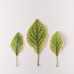 Arranged plum leaves side by side. White background. Copy space.