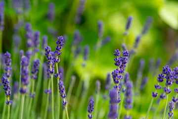 Fototapeta premium Bunch of lavender plants flowering in shallow depth of field. Lavender flowers on green background