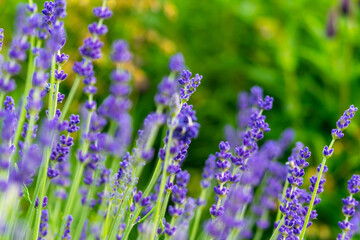 Bunch of lavender plants flowering in shallow depth of field. Lavender flowers on green background