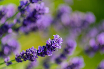 Closeup on bunch of lavender plants flowering in shallow depth of field. Lavender flowers on green background, flower buds close up with bokeh and copy space