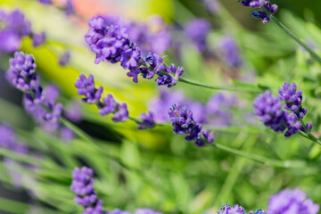 Closeup on bunch of lavender plants flowering in shallow depth of field. Lavender flowers on green background, flower buds close up with bokeh and copy space