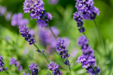 Fototapeta premium Closeup on bunch of lavender plants flowering in shallow depth of field. Lavender flowers on green background, flower buds close up with bokeh and copy space