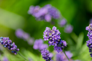 Fototapeta premium Closeup on bunch of lavender plants flowering in shallow depth of field. Lavender flowers on green background, flower buds close up with bokeh and copy space