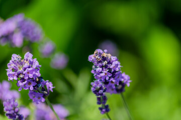Closeup on bunch of lavender plants flowering in shallow depth of field. Lavender flowers on green background, flower buds close up with bokeh and copy space
