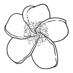Plumeria flower design. Tropical flower of exotic plant made of real plumeria. Blossom of Hawaiian frangipani with open petals, isolated. Traditional floral welcome decoration. Vector.