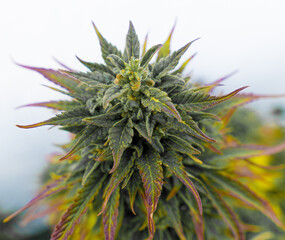 Medical cannabis flower in autumn stage, near its cutting point. Shades of purple, yellow and green.