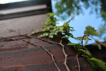 Vines climbing brick wall