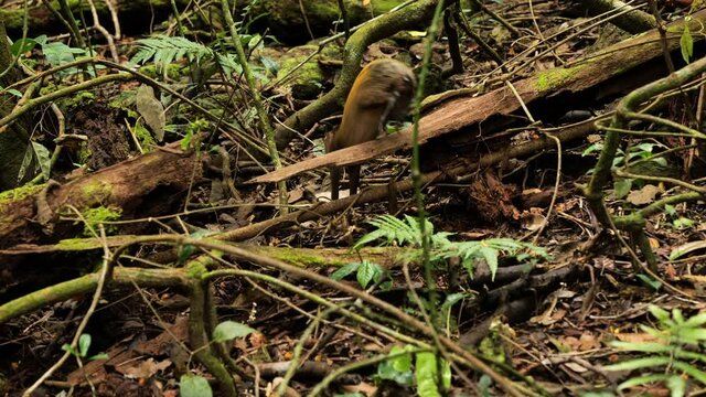 Common agouti Dasyprocta jumping over a dead tree Costa Rica jungle