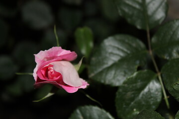 Pink rose in the garden