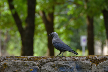 A gray-black jackdaw walks busily along a stone wall in the shade of a park on a sunny summer day.