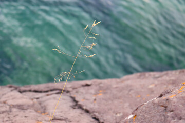 small plant with water in background 