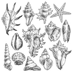 Hand drawn tropical marine seashells. Black and white graphic vector illustration. Set 1 isolated on white.