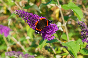 close up of a Red Admiral (Vanessa atalanta) butterfly feeding on a buddleja davidii (summer lilac) butterfly bush, Wiltshire UK