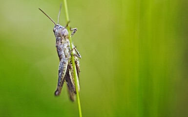 grasshopper on a leaf