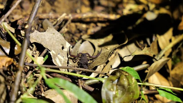 Scorpion on leaves in Costa rica jungle tropical forest Arthropoda