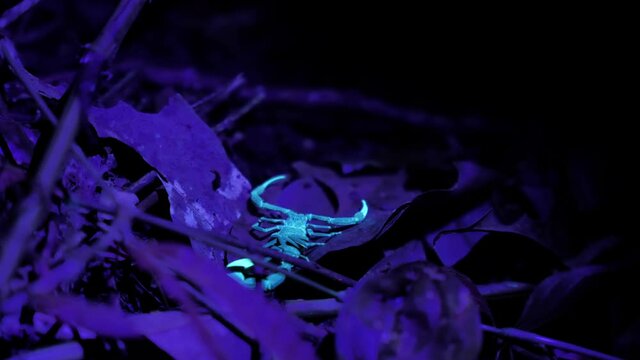 Scorpion glowing under ultraviolet light in the jungle Costa Rica tropical night wildlife