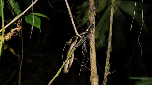 northern cat-eyed snake Leptodeira septentrionalis
slightly venomous snake on branch Costa Rica
