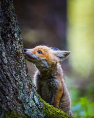A young fox cub looks for food in the forest and feeds near a tree. She has beautiful blue eyes and is cute.