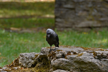 A funny jackdaw stands on the edge of a stone wall in the shade of the park and looks carefully at his feet.
