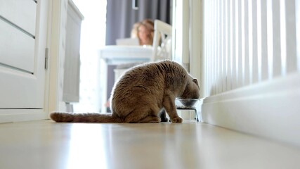 A cat is eating in a corridor