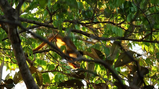 Cute central American squirrel monkeys Saimiri oerstedii inside a tree Costa Rica 
