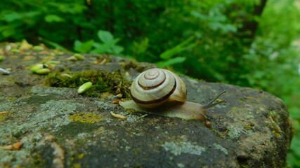 природа
flower, spring, nature, crocus, plant, garden, yellow, flowers, flora, blossom, bloom, beauty, season, grass, purple, floral, blooming, petal, petals, closeup, wild, summer, primrose, forest, 