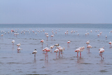 Rosaflamingos (Phoenicopterus roseus), Walvis Bay, Namibia